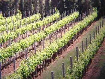 Bauernhof Wine Leda D'ittiri